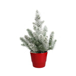 Pinus Pinea 'Silver Crest' + Snow - Ø17cm - ↕50cm + Pot Basic D18x15cm - Rood