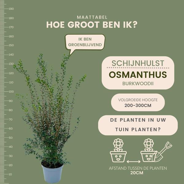 25 grote Schijnhulst planten voor 10 strekkende meter haag | ↨ 100-125 cm in 12 liter pot