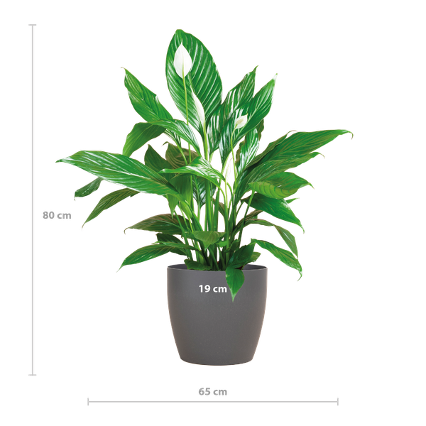 Spathiphyllum met Viber grijs - 80cm - Ø21