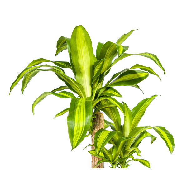 Dracaena Fragrans Massangeana Ø19cm - ↕80cm