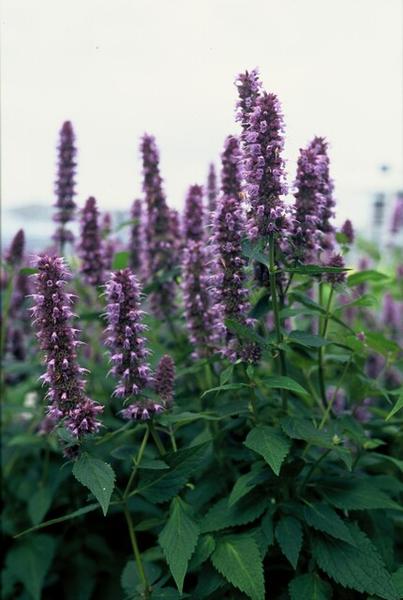 Agastache 'Blue Fortune' - ↕10-25cm - Ø9cm - 6x