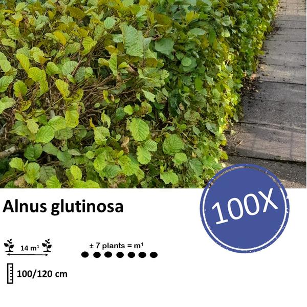 Alnus glutinosa - Blote wortel - 100/120 - 100x