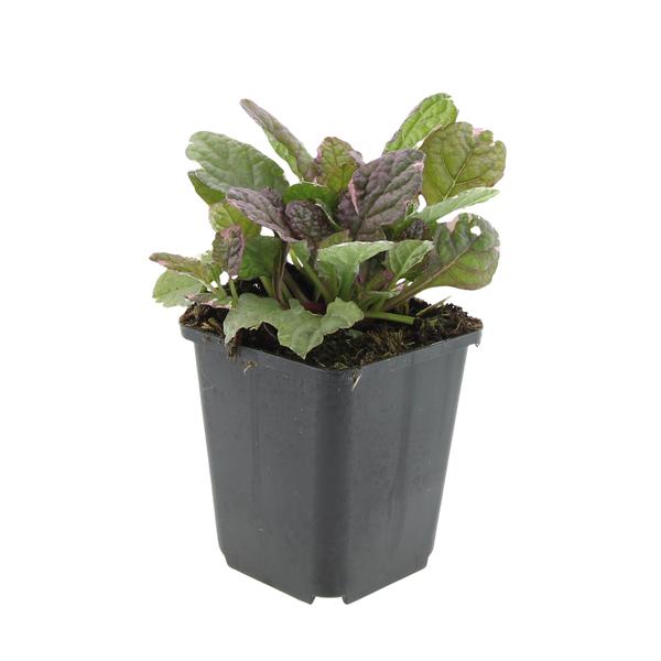 Ajuga reptans 'Burgundy Glow' - ↕10-25cm - Ø9cm - 40x