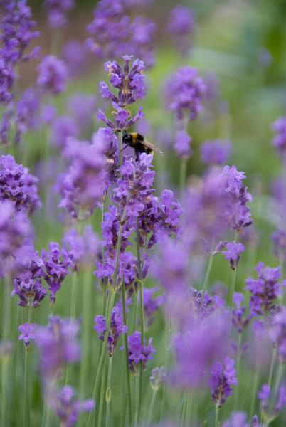 Lavandula ang. 'Munstead' - ↕10-25cm - Ø9cm - 12x