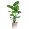 Strelitzia Nicolai met Lissabon mand wit - 80cm - Ø19
