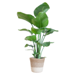 Strelitzia Nicolai met Lissabon mand wit - 80cm - Ø19