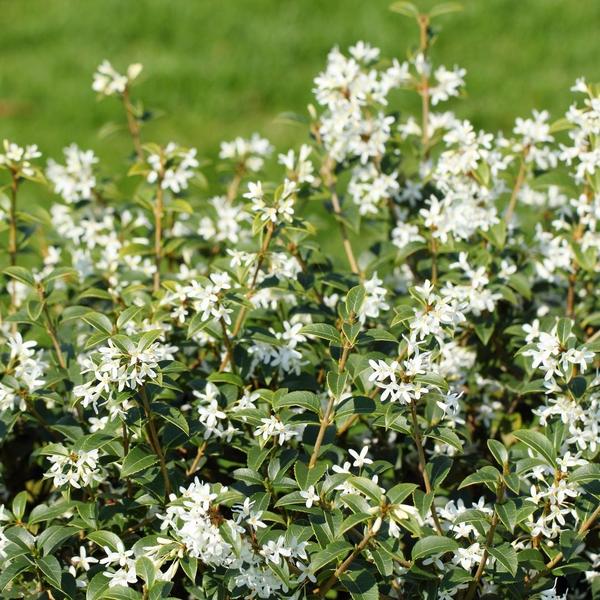 25 grote Schijnhulst planten voor 10 strekkende meter haag | ↨ 100-125 cm in 12 liter pot