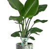 Strelitzia Nicolai - Ø19cm - ↕90cm +  Sem Pot D20x18cm - Groen