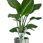 Strelitzia Nicolai - Ø19cm - ↕90cm +  Sem Pot D20x18cm - Groen