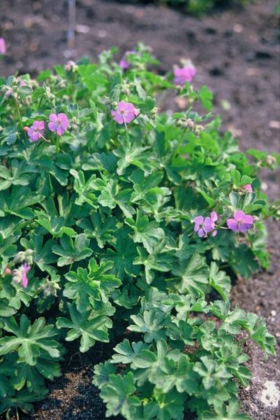 Geranium cant. 'Cambridge' - ↕10-25cm - Ø9cm - 20x