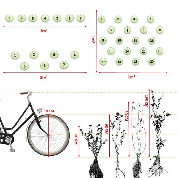 Ligustrum Ovalifolium - Blote wortel - 100/120 - 100x