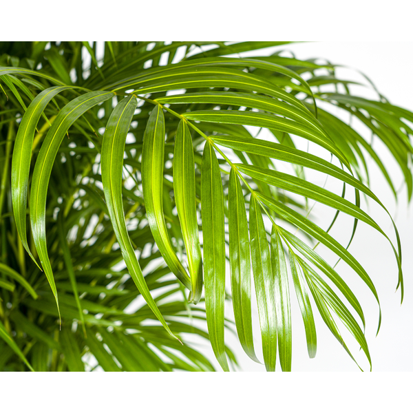 Dypsis lutescens Ø27cm - ↕180cm