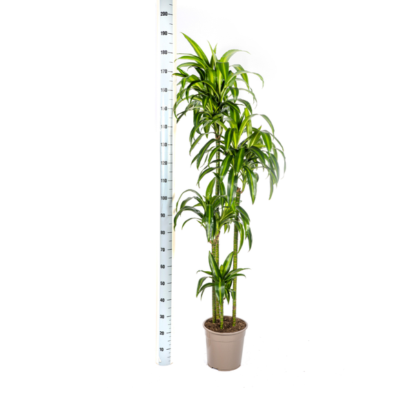 Dracaena Deremensis Hawaiian Sunshine Ø27cm - ↕180cm