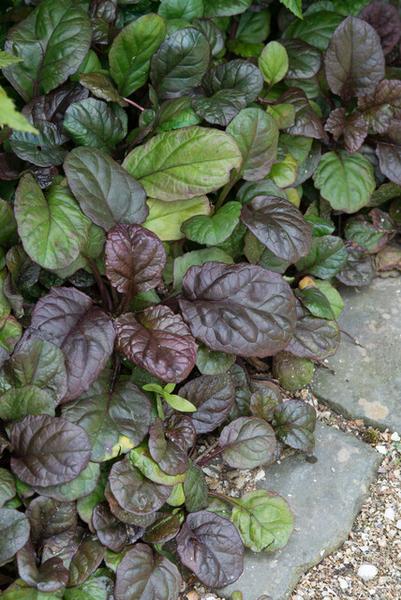 Ajuga reptans 'Catlin's Giant' - ↕10-25cm - Ø9cm - 40x