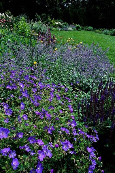 Geranium 'Johnson's Blue' - ↕10-25cm - Ø9cm - 20x