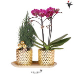 Kolibri Company | Plantenset Diamond Pearl Kerst Goud | Paarse Phalaenopsis Orchidee Morelia + Mini Kerstboom incl. keramieken sierpotten op dienblad