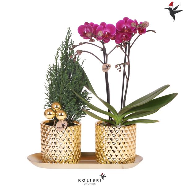 Kolibri Company | Plantenset Diamond Pearl Kerst Goud | Paarse Phalaenopsis Orchidee Morelia + Mini Kerstboom incl. keramieken sierpotten op dienblad