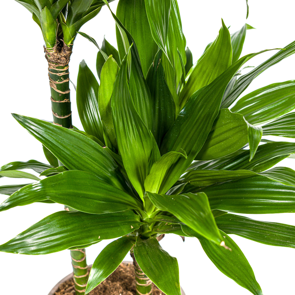 Dracaena Deremensis Green Jewel  Ø19cm - ↕80cm