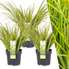 3 x Acorus gramineus 'Ogon' - Ø 14 cm - ↨ 30 cm