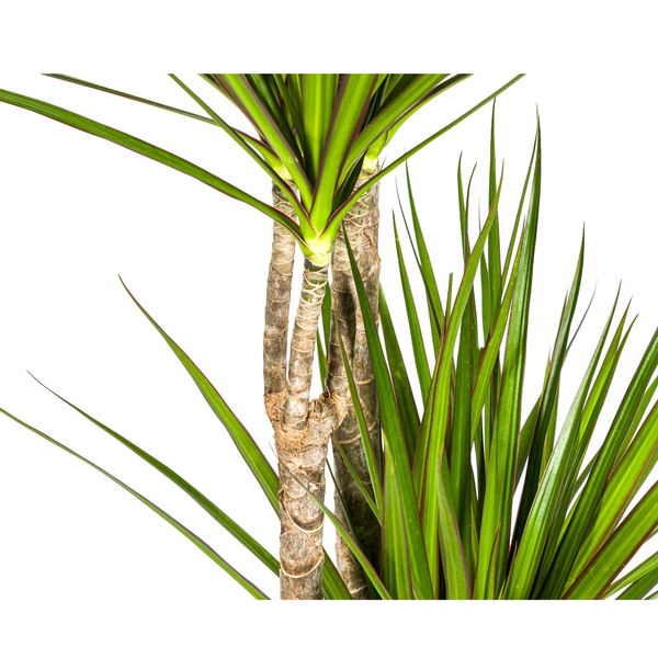 Dracaena Marginata Green Ø27cm - ↕180cm