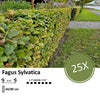 Fagus sylvatica  - Blote wortel - 60/80 - 25x