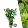 Grote Laurierkers Planten Novita voor 10 strekkende meter haag |  - 12L - 25 x | ↨ 100-125 cm