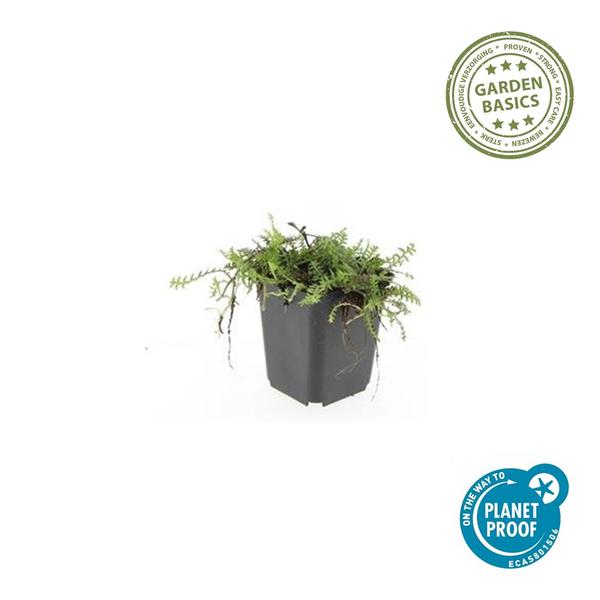 Leptinella squalida - ↕10-25cm - Ø9cm - 6x