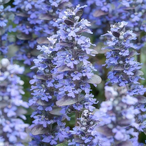 Ajuga reptans 'Burgundy Glow' - ↕10-25cm - Ø9cm - 40x