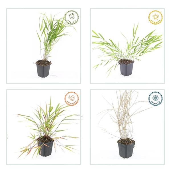 Hakonechloa macra - ↕10-25cm - Ø9cm - 40x