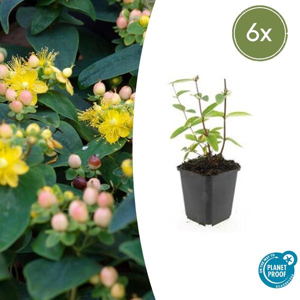 Hypericum inodorum 'Annebel' - ↕10-25cm - Ø9cm - 6x