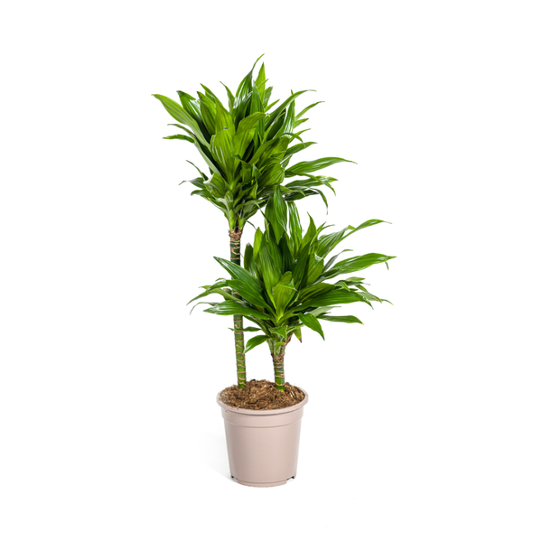 Dracaena Deremensis Green Jewel  Ø19cm - ↕80cm