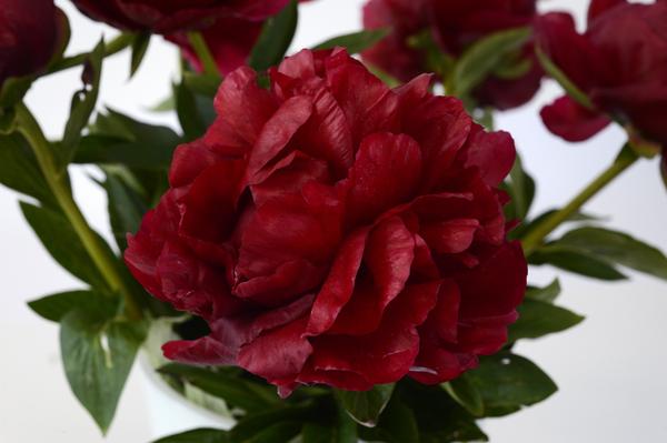 Paeonia 'Henry' - 2x