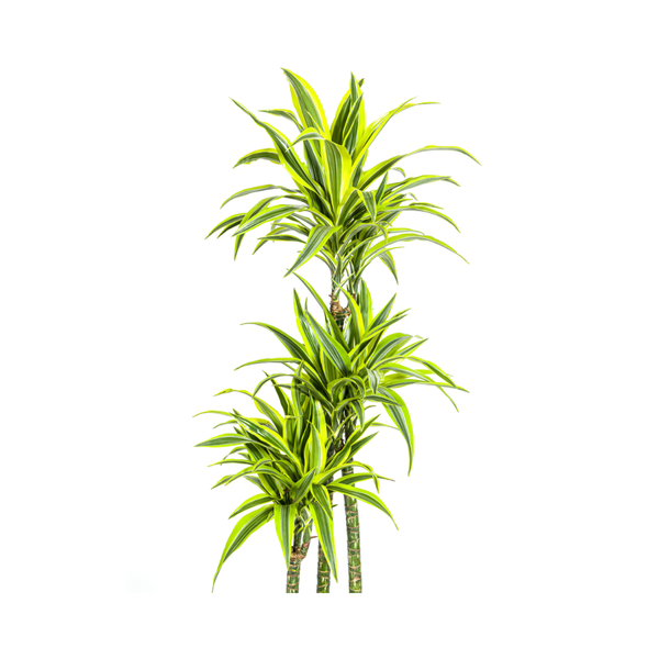 Dracaena Deremensis Lemon Lime Ø27cm - ↕180cm