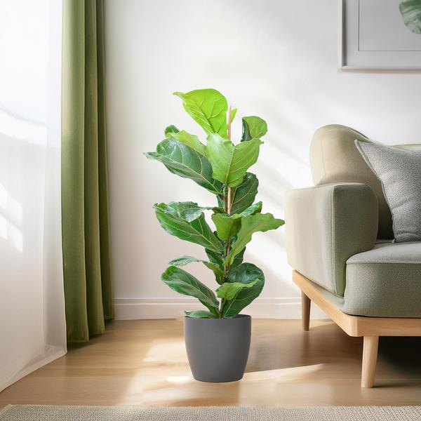 Ficus Lyrata met Viber pot grijs - 80cm - Ø21