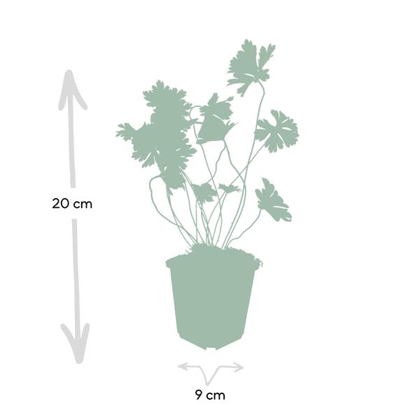 Geranium Rozanne - ↕10-25cm - Ø9cm - 40x