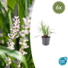 Liriope muscari 'Monroe White' - ↕10-25cm - Ø9cm - 6x