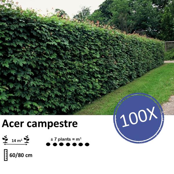 Acer campestre  - Blote wortel - 60/80 - 100x