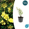 Hypericum 'Hidcote' - ↕10-25cm - Ø9cm - 12x