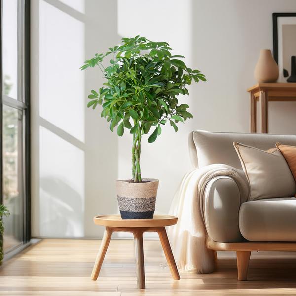 Schefflera Arab Nora met Mand Lissabon zwart - 70cm - Ø21