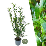 Grote Laurierkers Planten Caucasica voor 10 strekkende meter haag - 12L - 25 x | ↨ 100-125 cm