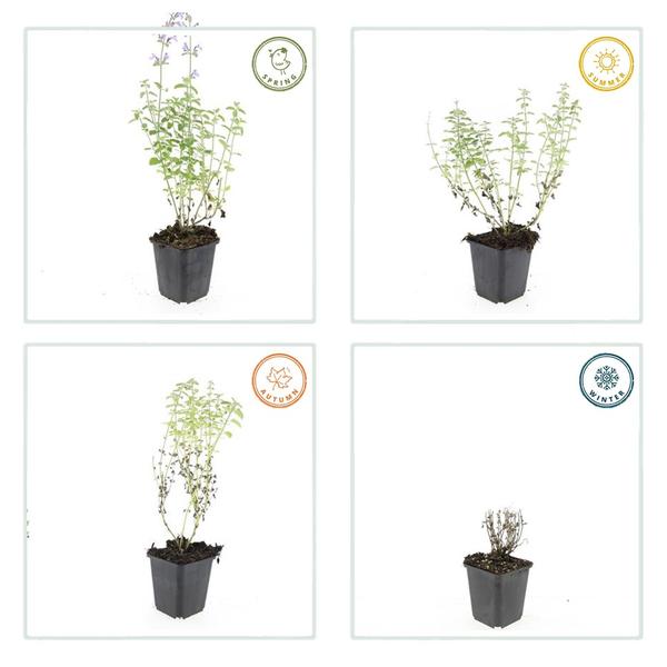 Nepeta 'Walker's Low' - ↕10-25cm - Ø9cm - 20x