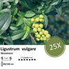 Ligustrum vulgare 'Atrovirens` - blote wortel - 80/100 - 25x