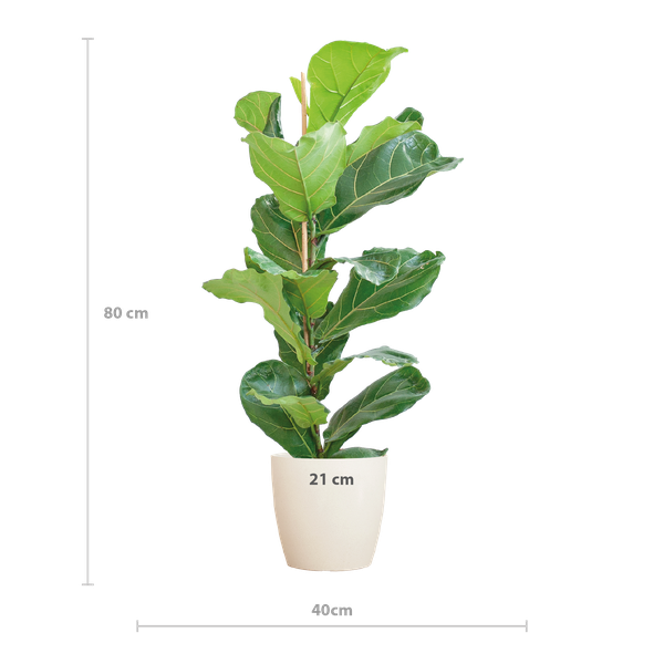 Ficus Lyrata met Viber pot wit - 80cm - Ø21