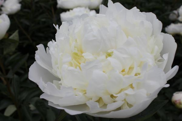 Paeonia 'Duchesse de Nemours' - 2x