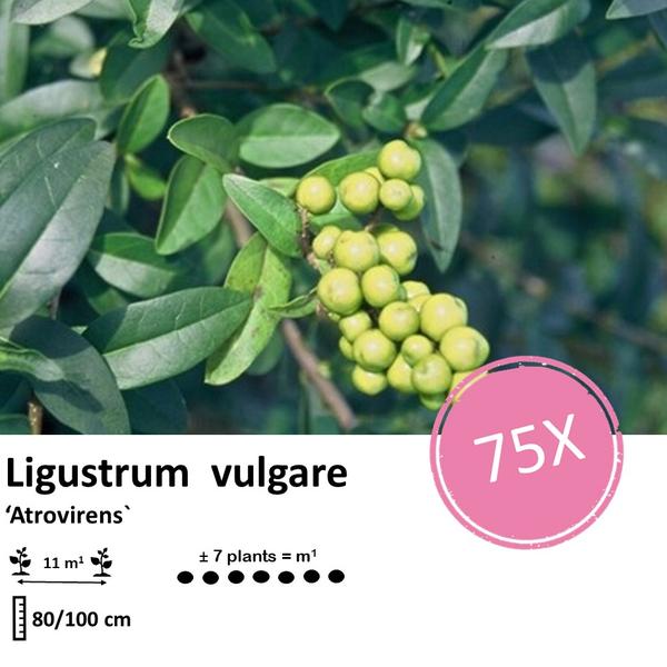 Ligustrum vulgare 'Atrovirens` - blote wortel - 80/100 - 75x