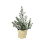 Pinus Pinea 'Silver Crest' + Snow - Ø17cm - ↕50cm + Ingmar Pot D18x16cm - Naturel