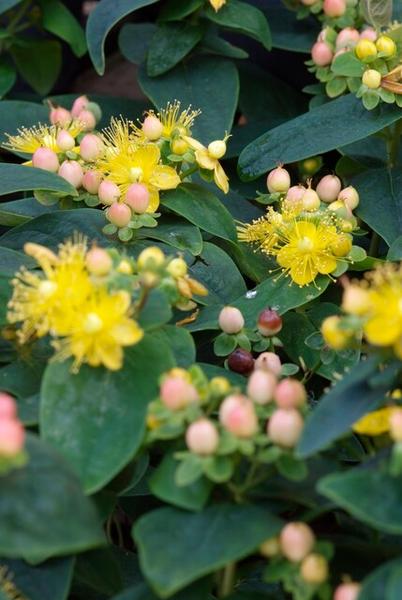 Hypericum inodorum 'Annebel' - ↕10-25cm - Ø9cm - 12x