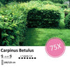 Carpinus Betulus - Blote wortel - 100/125 - 75x