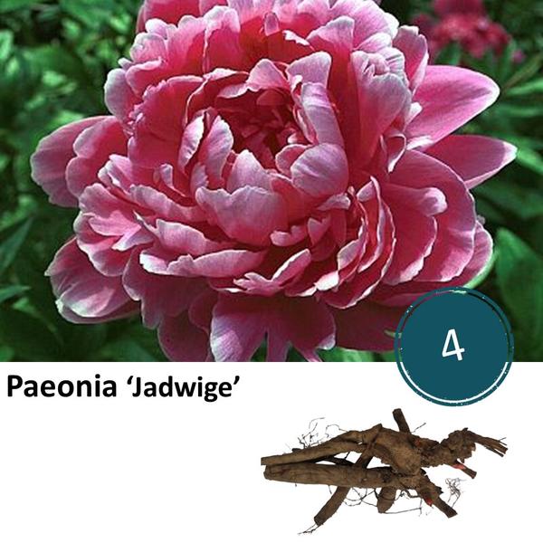 Paeonia 'Jadwige' - 4x