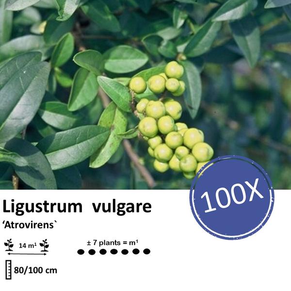 Ligustrum vulgare 'Atrovirens` - blote wortel - 80/100 - 100x